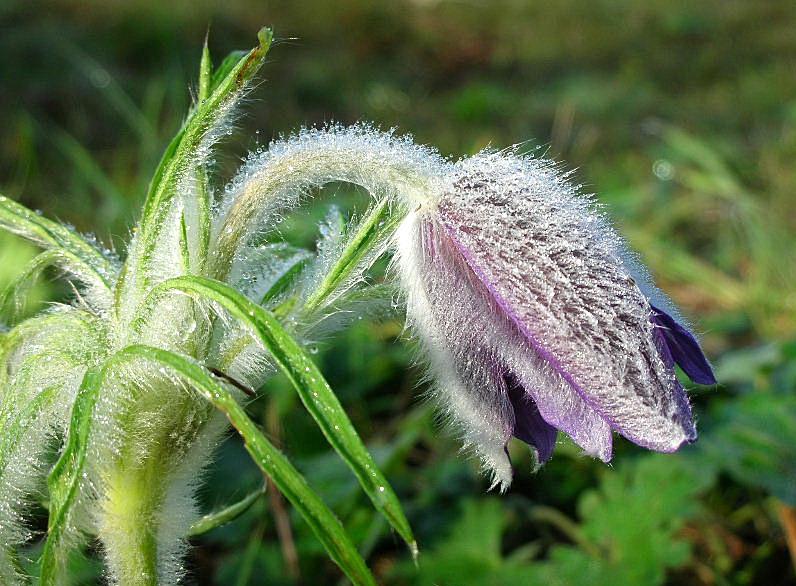 Pulsatilla montana / Pulsatilla comune